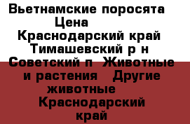 Вьетнамские поросята . › Цена ­ 1 500 - Краснодарский край, Тимашевский р-н, Советский п. Животные и растения » Другие животные   . Краснодарский край